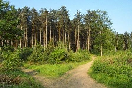 Cannock Chase - Area of Outstanding Natural Beauty in Staffordshire