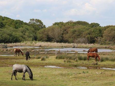 New Forest Ponies at Lepe, New Forest National Park, Hampshire, England