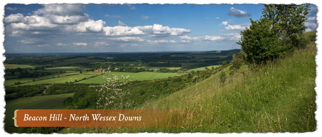 Beacon Hill-North Wessex Downs AONB, England