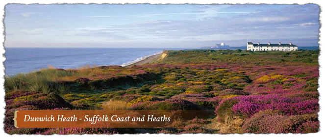 Dunwich Heath, Suffolk Coast & Heaths, Suffolk, England