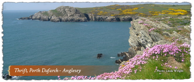 Thrift, Porth Dafarch, Anglesey AONB, Wales